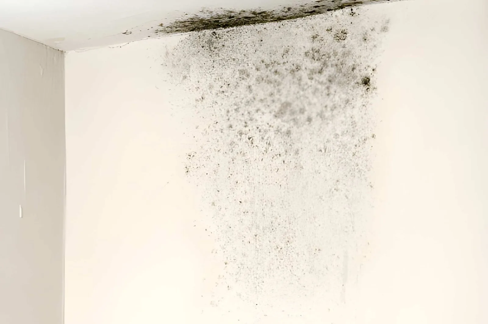 Comment résoudre les problèmes de moisissure sur vos murs : le guide complet